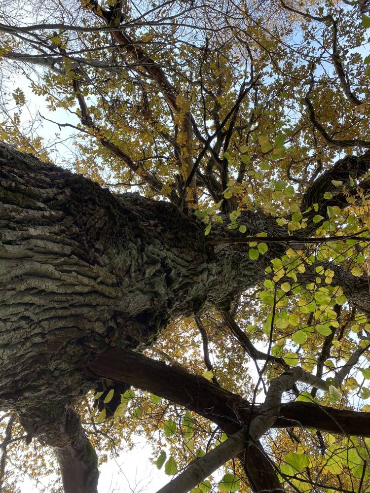 Kõljala püha mets. Hiiemets. 