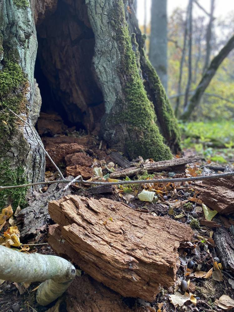 Kõljala püha mets. Hiiemets. 
