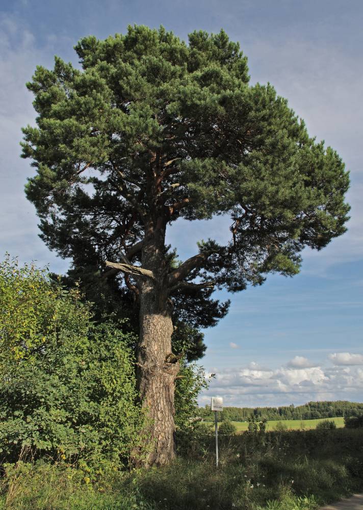 Sirgelt ja vapralt seisan siin