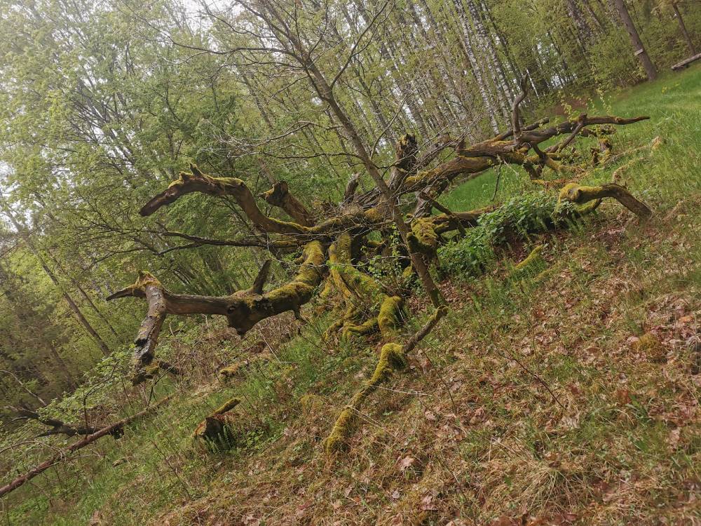 KUŅĶU SVĒTOZOLS / KUNKU HOLY OAK / СВЯЩЕННЫЙ ДУБ КУНЬКУ