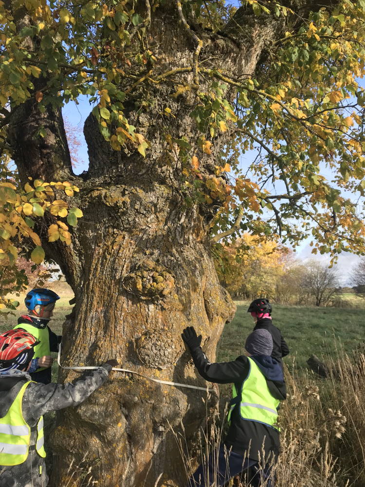Kõige jämedam ja rohkemate mühkudega künnapuu