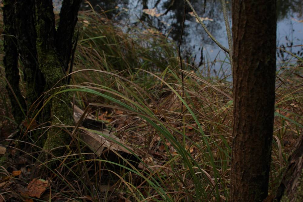 Maagiline Sinialliku allikas Viljandimaal