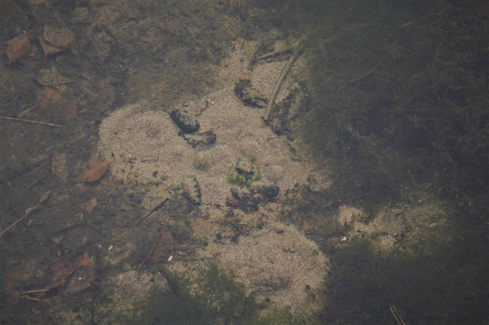 Maagiline Sinialliku allikas Viljandimaal