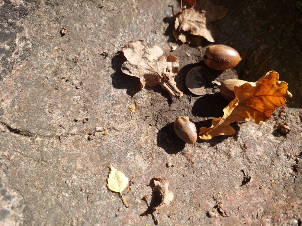 Myndid, tammelehed ja tõrud Toomemäe ohvrikivil