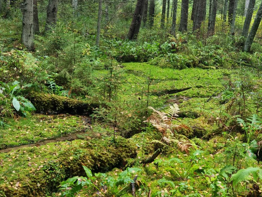 Jumallätte juures muinasjutumetsas