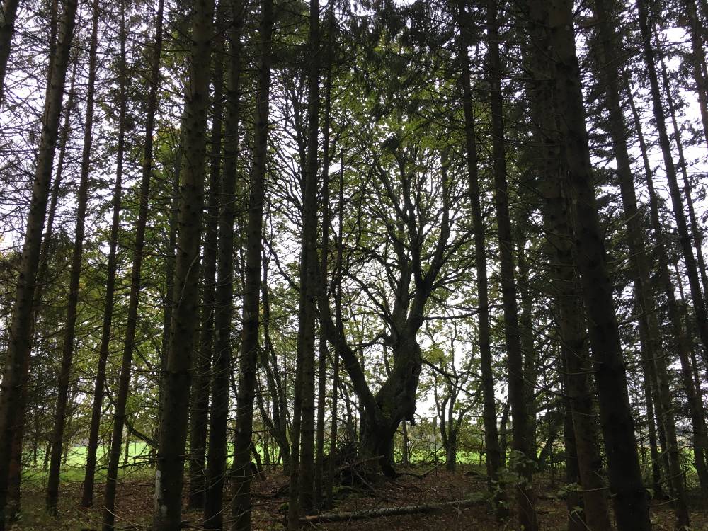 Riibaku pärn oktoobritormis