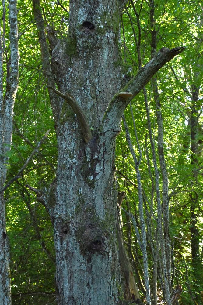 Vana-Vigala ohvrihiis