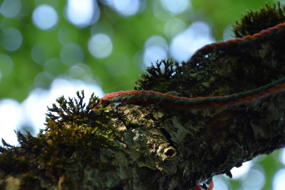 Vana-Vigala ohvrihiis