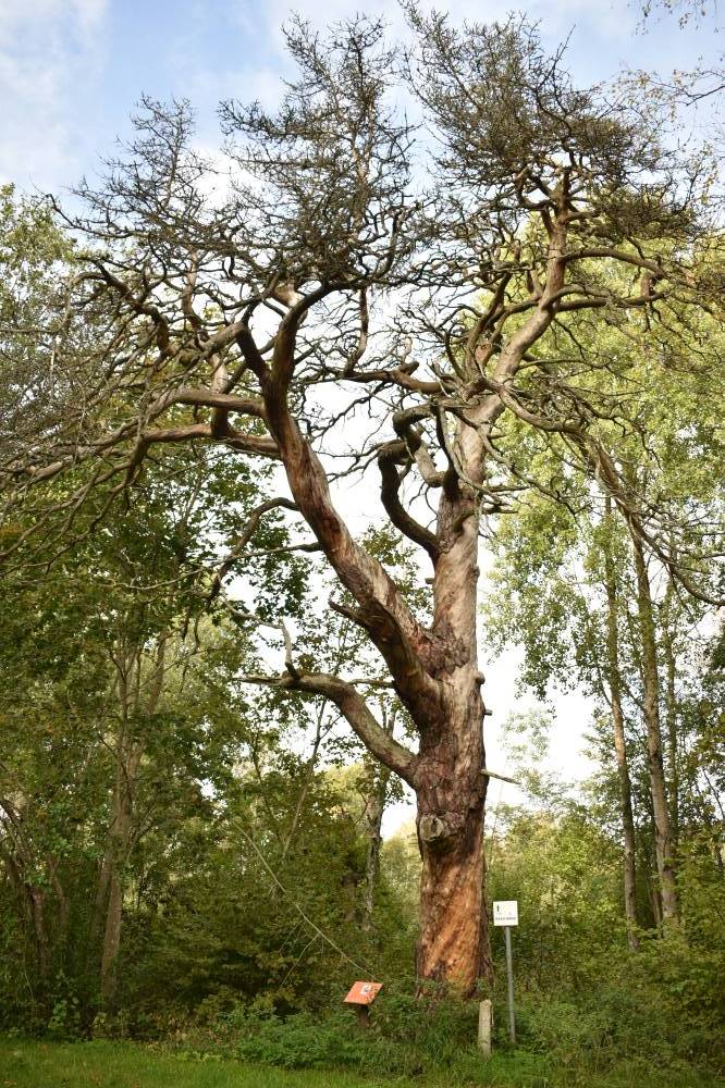 Unele heitmas Raagi mänd