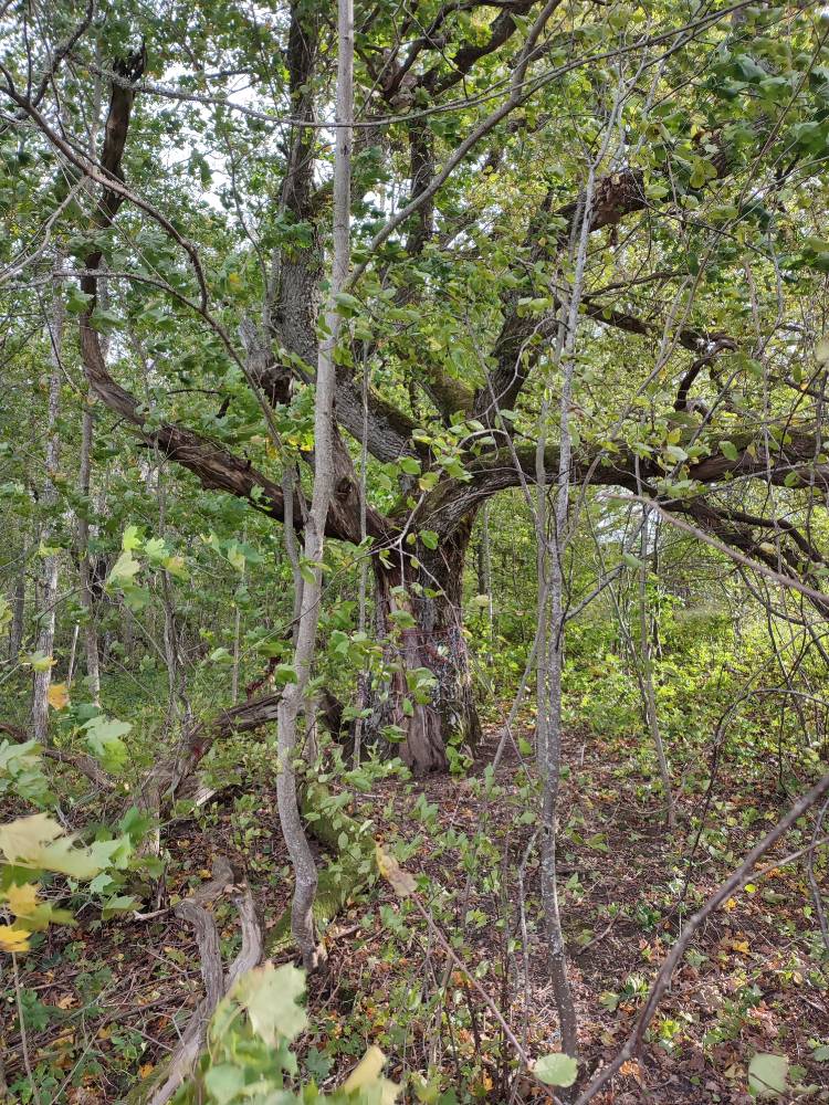 Vana-Vigala ohvrihiis