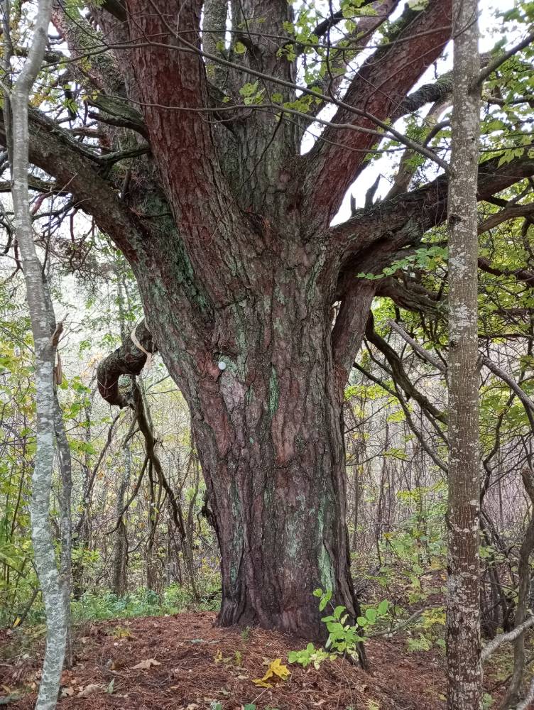Lalli hiie ohvrimänd 