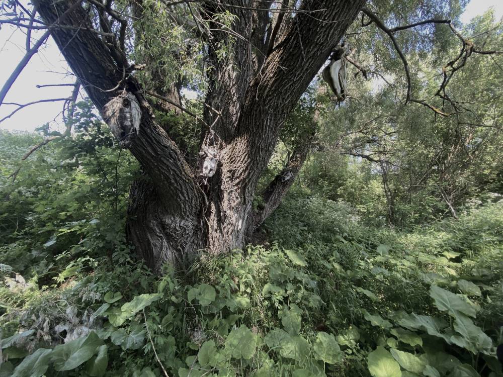 Дерево духов предков