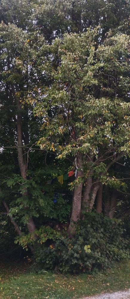 Kõikvõimas Ülendi pärn