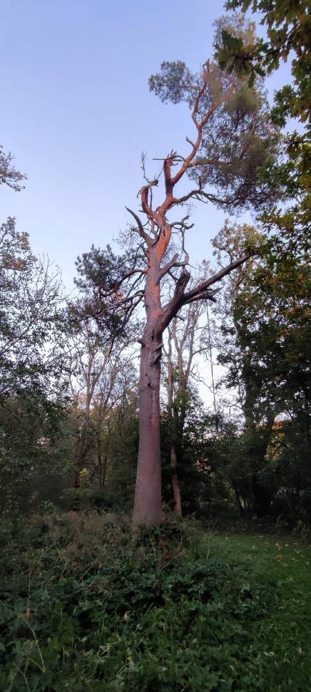 Metsküla tervendav mänd