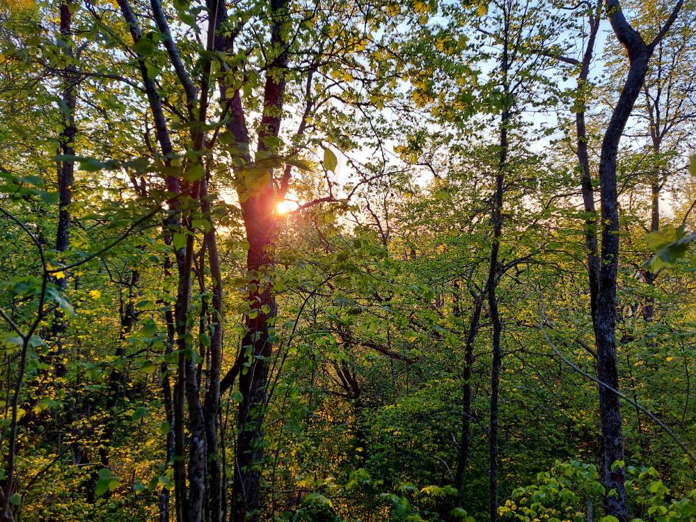 Kevadine videvikuaeg Salumäel