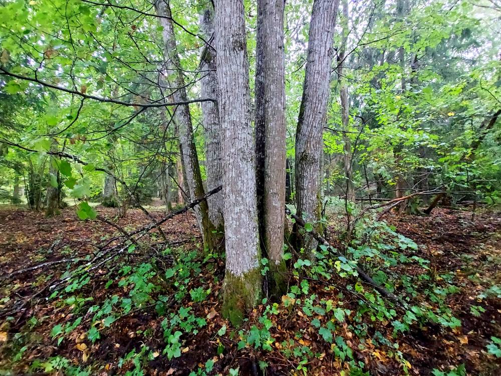 Vihmases pühas metsas