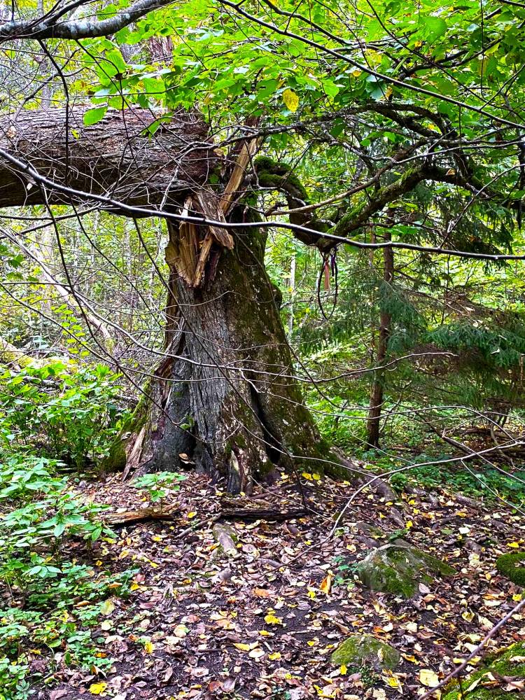 Ohvrikoht Pühäsalo
