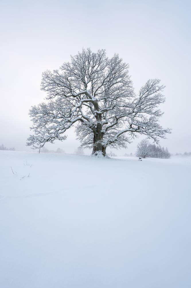 Lumine Tamme-Lauri Tamm