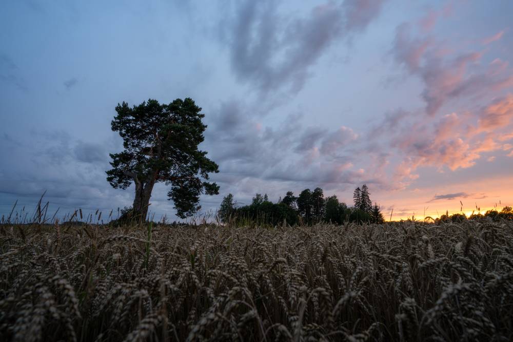 Kallukse mänd loojangul