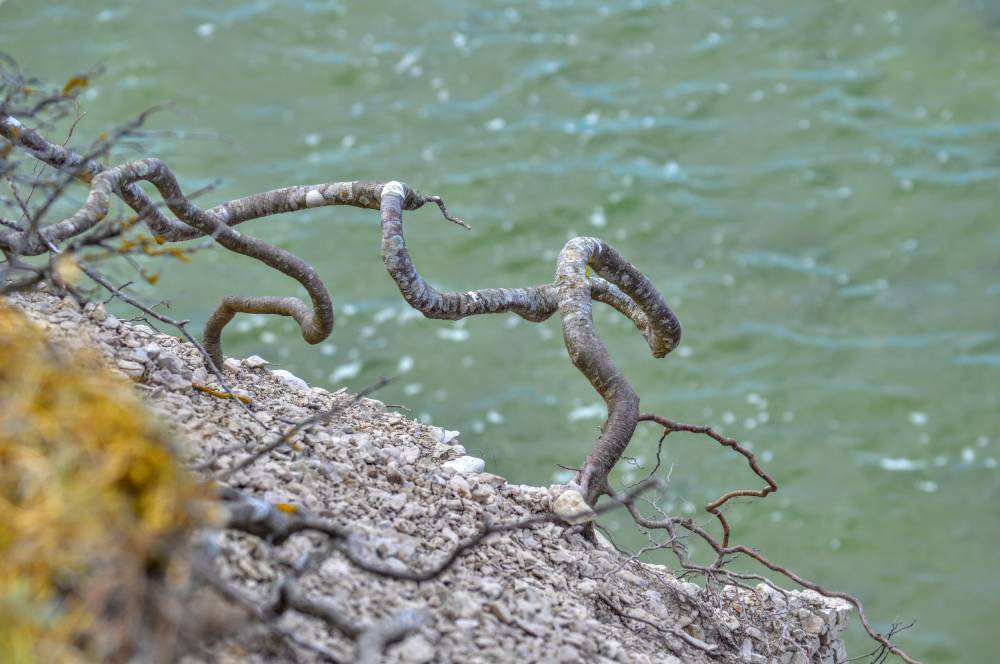 Looduse käänulised teed