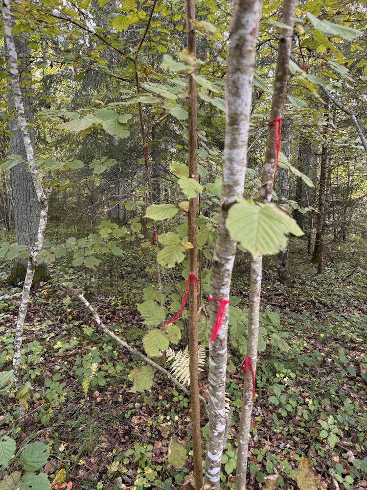 Rahu ja vaikus Tallinn-Tartu maantee ääres