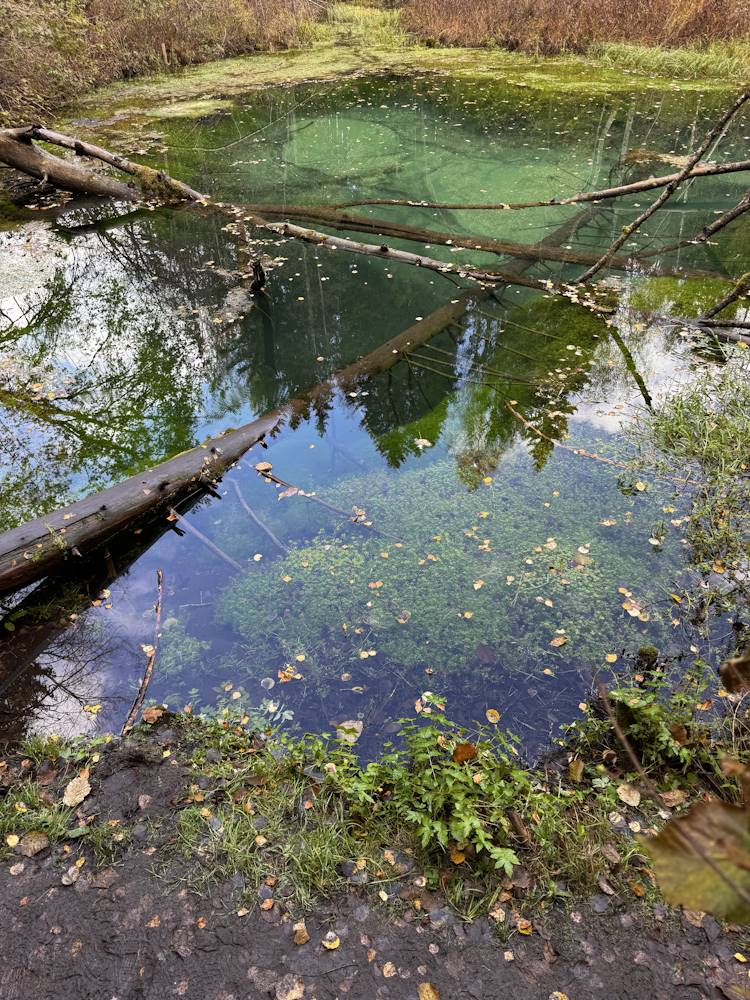 Vaikus ja rahu Tallinn-Tartu maantee ääres Saula Siniallikad