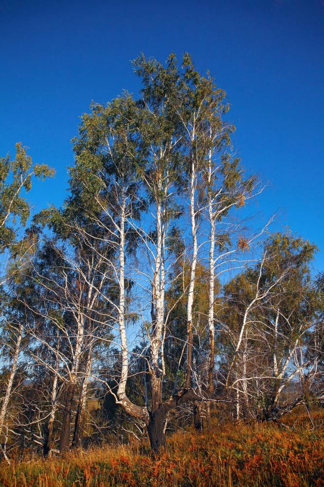 Священная роща над озером