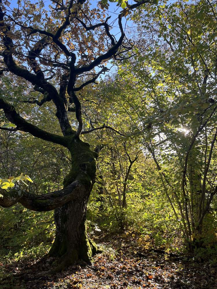 Minu kodutee läbi pühapaiga