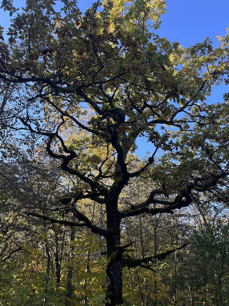 Minu kodutee läbi pühapaiga