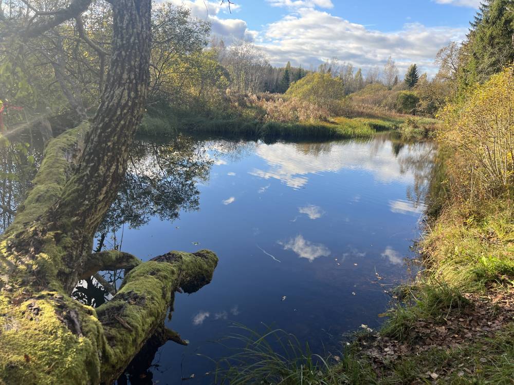 Maagiline Siniallikas