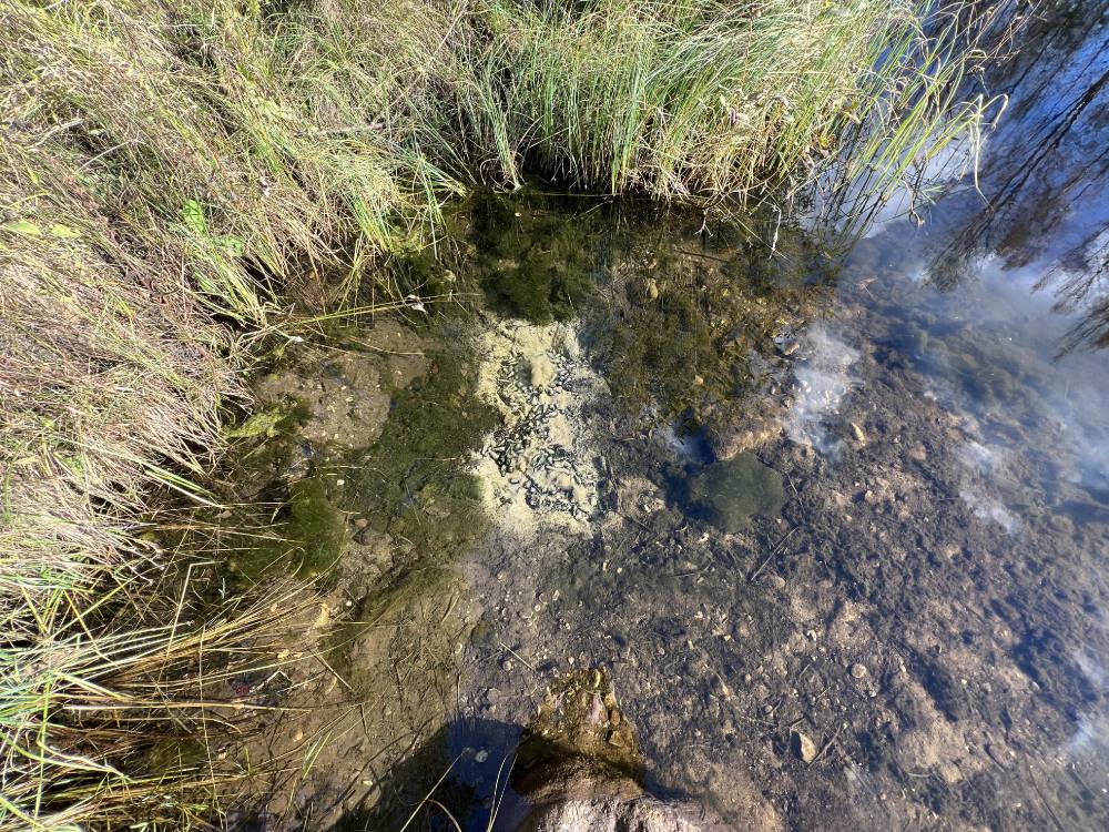 Maagiline Siniallikas