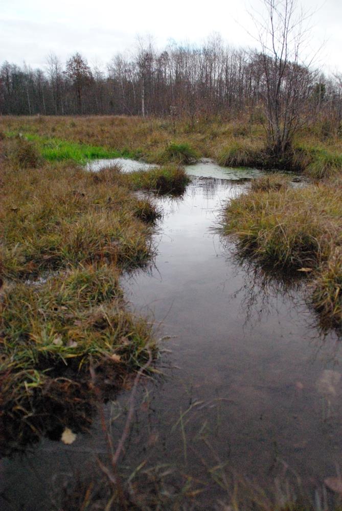 Pärdi, Tärtsi allikad