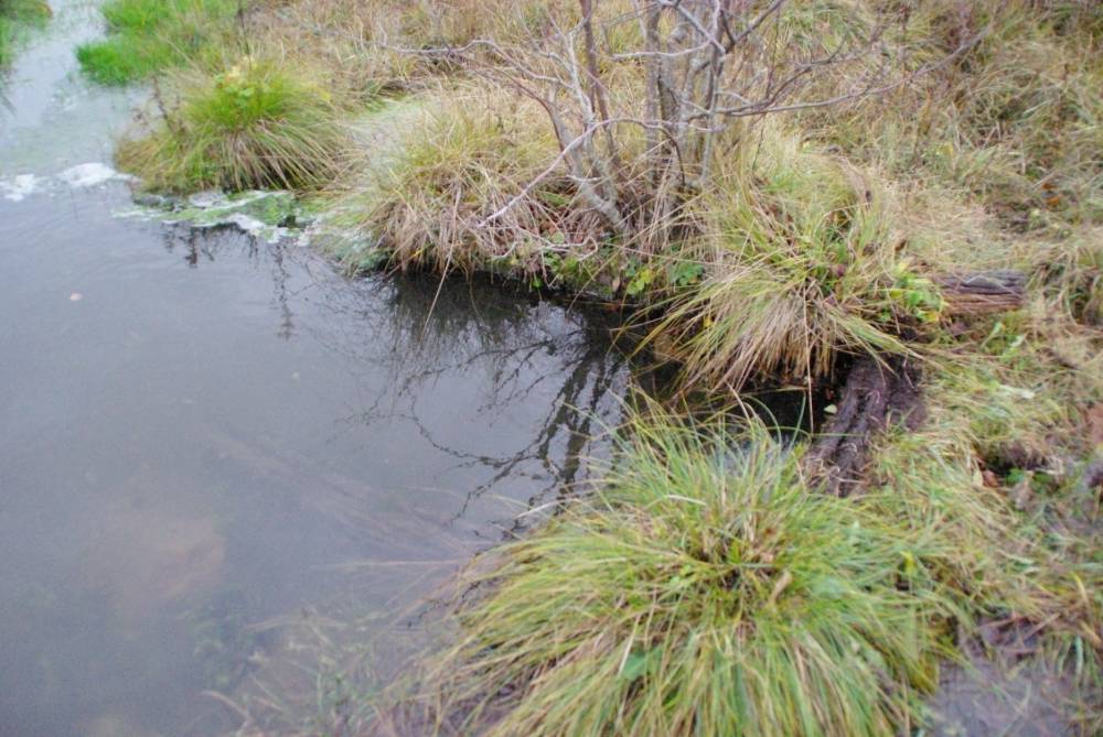 Pärdi, Tärtsi allikad