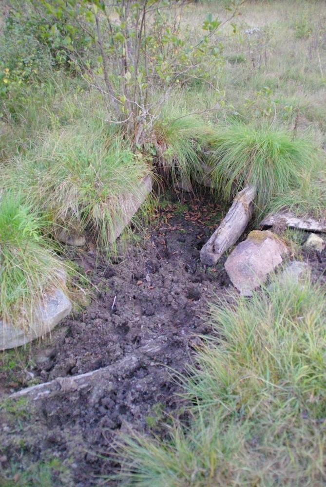 Pärdi, Tärtsi allikad