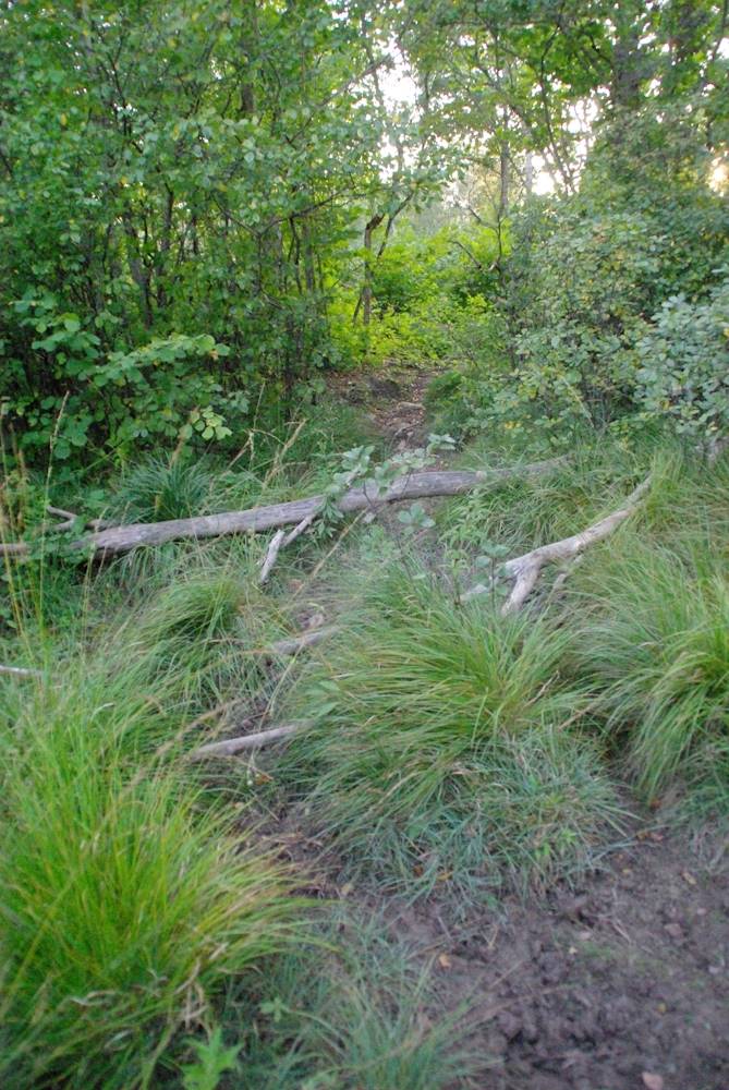 Pärdi, Tärtsi allikad