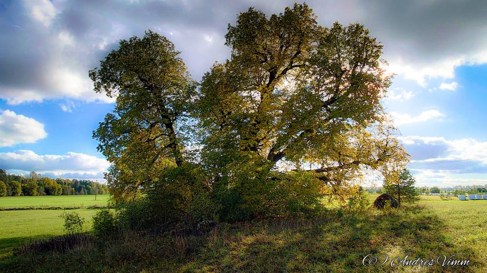 Püha puu sügisball