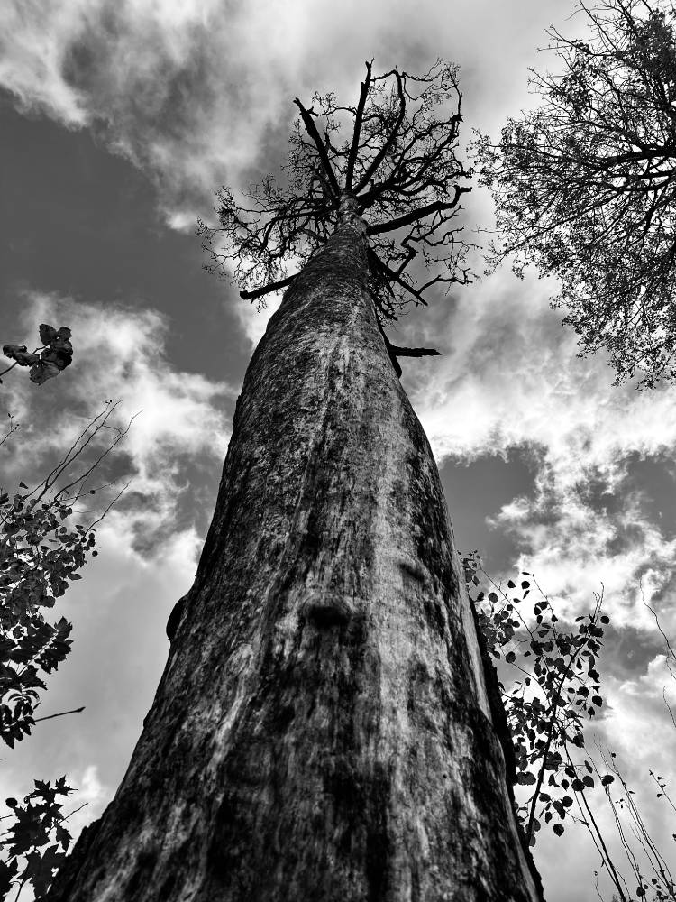 Viimane Rootsi soldat