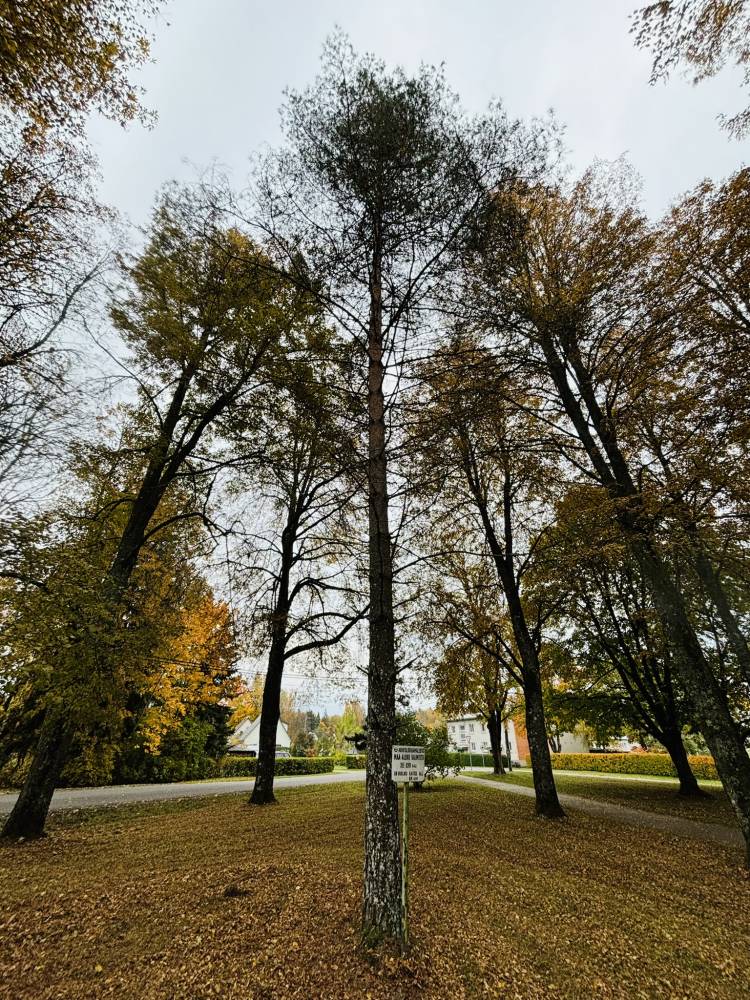 Pühamänd kesklinna rahus