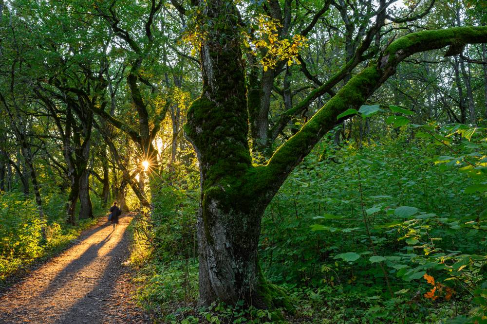 Kodutee läbi pühapaiga