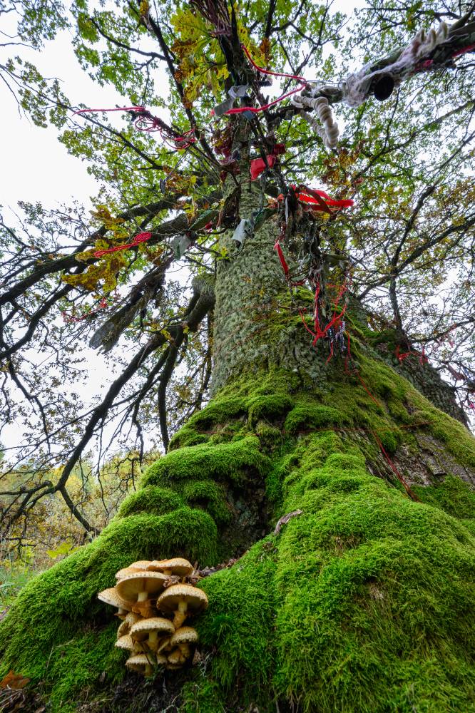 Annid loodusele ja looduse annid