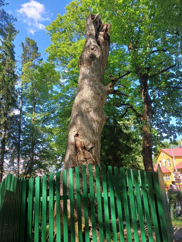 Püha tammest Kuremäel on järel veel tüvi