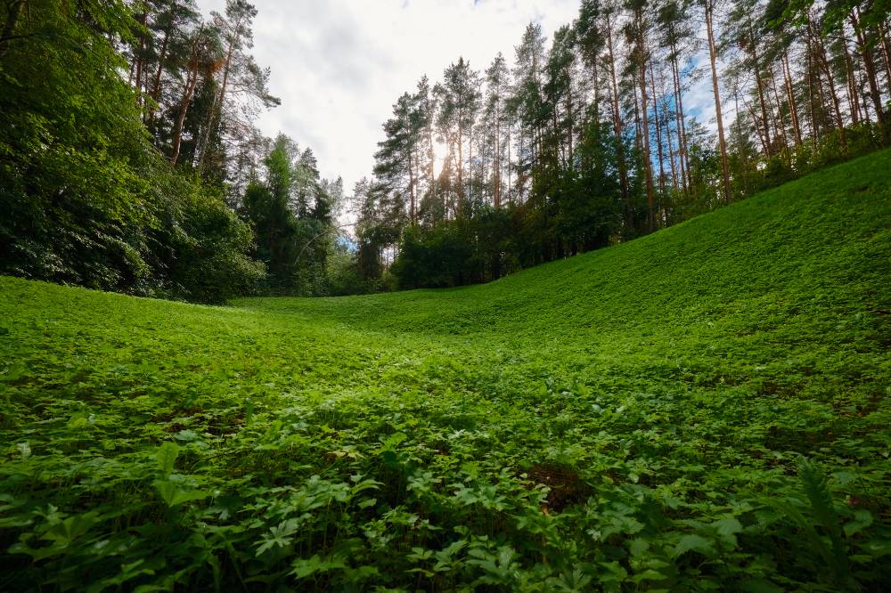 Vapramäe lae põhjas