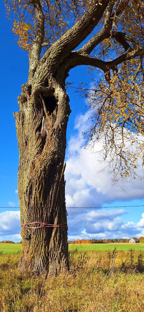 Jõgeva maakonna jämedaim pärn