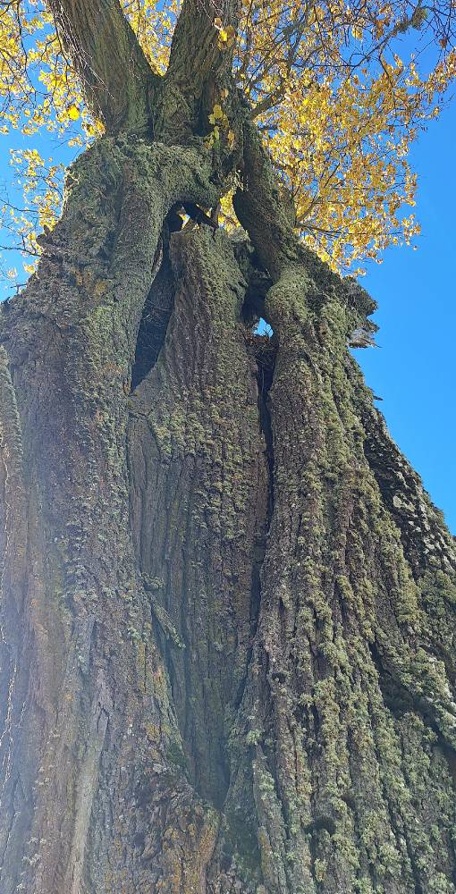 Jõgeva maakonna jämedaim pärn