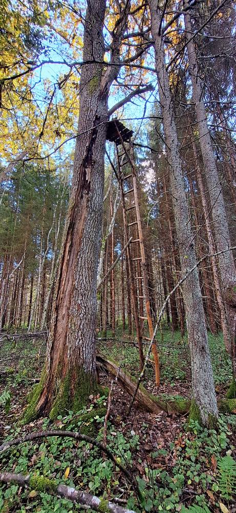 Kolm korda päästetud