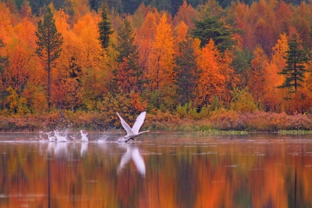 Immeljärven laulujoutsen