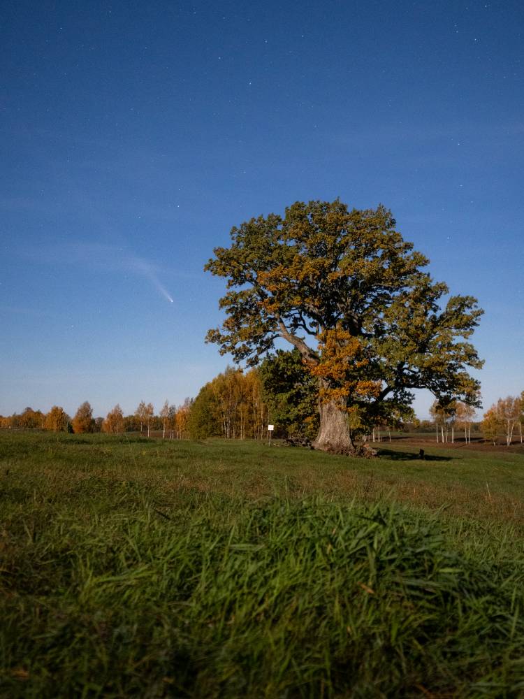 Tamme-Lauri tamm ja komeet