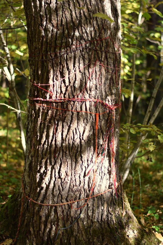 Annipaelad hiie tammel