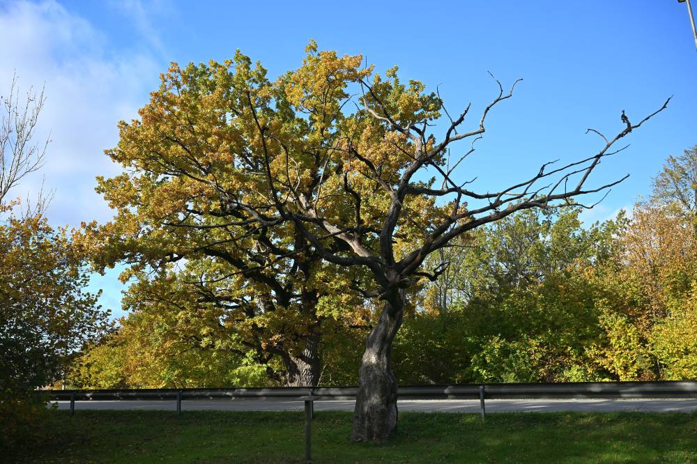 Peigmees ja Peiupoiss ehk linnastumisele jalgu jäänud