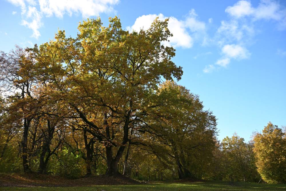 Lehmja tammik – pühapaigast peopaigaks